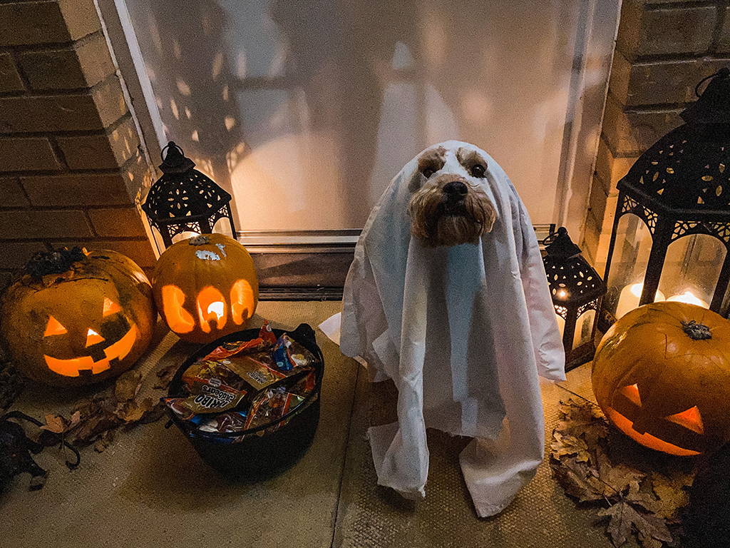 Trick or treat picture of a dog for a Sustainable Halloween 2022