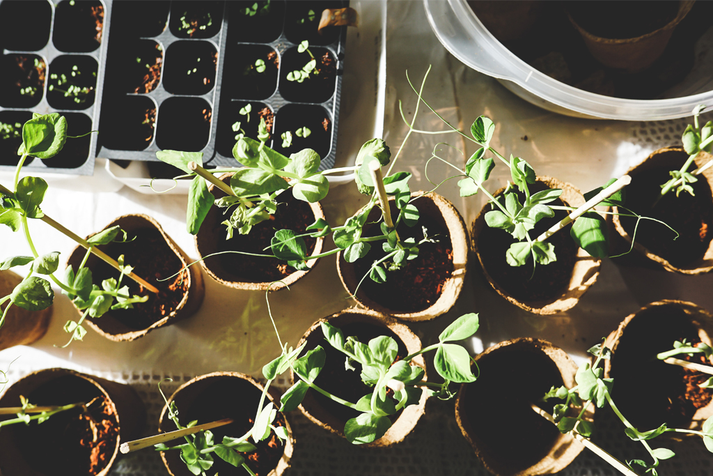 Seedlings in individual pots for gardening as Eco-friendly New year's Resolutions 